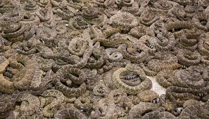 امریکی ریاست میری لینڈ کے ایک گھر سے انسانی لاش کے ساتھ 100 سے زائد سانپ بھی برآمد ہوئے ہیں۔ —فوٹو: اے ایف پی فائل