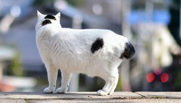 جاپان میں بلی کی ایک نایاب نسل ہے جس کی خصوصیت دیگر بلیوں کی لمبی، لچکدار دم کی بجائے مختصر، خرگوش نما دم کی ہے —فوٹو: انسٹاگرام
