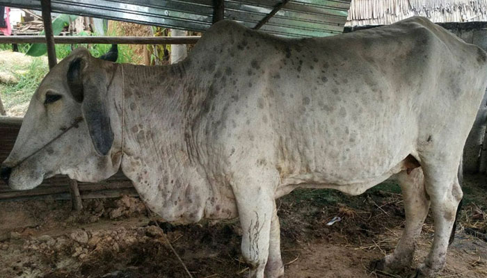 وائرس کی وجہ سے کراچی سمیت دیگر شہروں میں شہری گائے کے گوشت کے استعمال میں ہچکچاہٹ کا مظاہرہ کر رہے ہیں— فوٹو: فائل