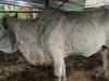 مویشیوں میں پھیلنے والا وائرس کیا ہے؟ انسانوں کو کتنا خطرہ ہے؟
