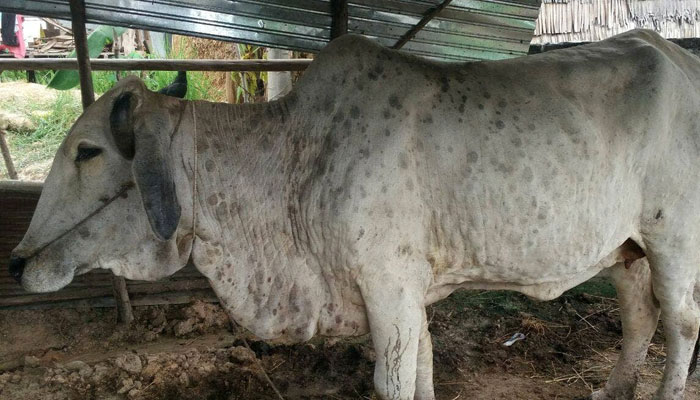 پاکستان میں گائے میں لمپی اسکن ڈیزیز کا پہلا کیس اکتوبر 2021 میں بہاولپور میں سامنے آنے کا انکشاف ہوا ہے— فوٹو: فائل