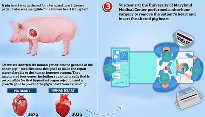 Transplant pig heart Maryland man