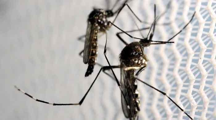 پاکستان میں مچھروں سے پھیلنے والی نئی بیماری سامنے آ گئی