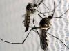 پاکستان میں مچھروں سے پھیلنے والی نئی بیماری سامنے آ گئی