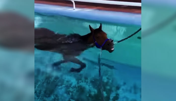 کیا آپ نے کبھی گھوڑے کو تیراکی کرتے ہوئے دیکھا ہے، اگر نہیں تو دیکھ لیں— فوٹو: اسکرین گریب