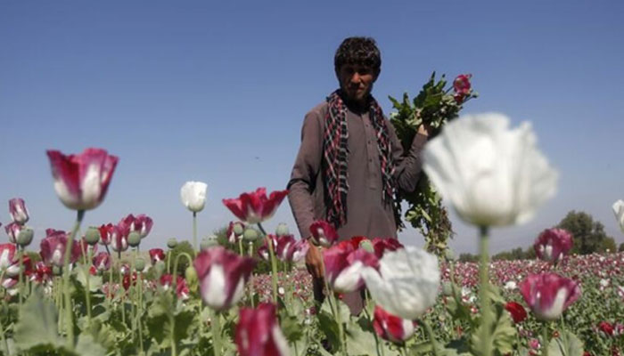 طالبان نے دنیا کے سب سے بڑے افیون پیدا کرنے والے ملک افغانستان میں منشیات کی کاشت پر پابندی لگانے کا اعلان کردیا۔—فوٹو: فائل