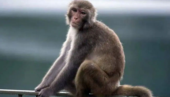 بھارت میں ایک حیرت انگیز واقعہ پیش آیا جہاں قتل کیس کے اہم ثبوت ایک بندر لے اُڑا۔—فوٹو: فائل