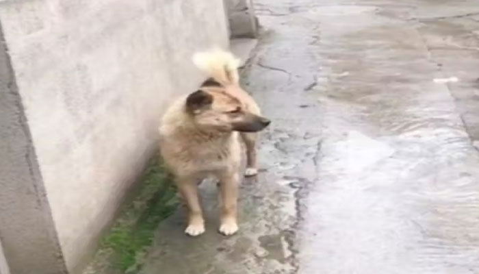 کتا اب اپنے اصل مالک کی تلاش میں گاؤں کی گلیوں میں گھومتا ہے—فوٹو: اسکرین گریب