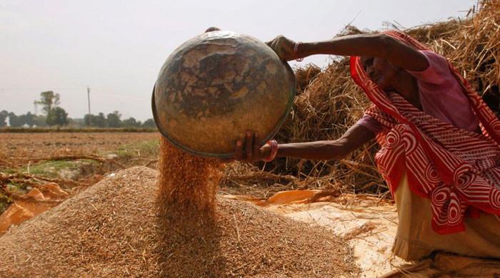 قبل ازوقت شدید گرمی، بھارت نے آج سے گندم کی برآمدات پر پابندی عائد کردی
