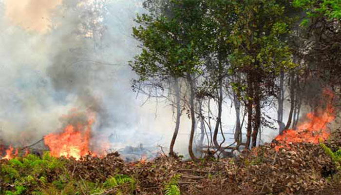 شیرانی کے علاقوں شرغلئی، سورلوکی اور چمازئی کے جنگلات میں لگی آگ مزید پھیلنے کاخدشہ ہے: محکمہ جنگلات/ فائل فوٹو