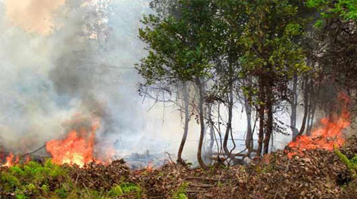 شیرانی کےجنگلات میں لگی آگ پر تاحال قابو نہیں پایا جاسکا