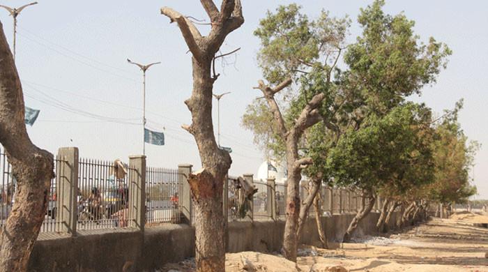 کراچی: ریڈ لائن منصوبے کیلئے درختوں کی کٹائی، تعمیراتی کمپنی کا مؤقف بھی سامنے آگیا