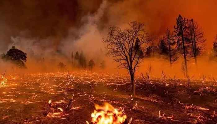 شیرابی کے جنگل کا 35 فیصد حصہ تباہ ہو چکا ہے، آگ اندازاً 5 سے 6 کلومیٹر رقبے پر پھیلی ہوئی ہے: فاریسٹ حکام۔ فوٹو: فائل