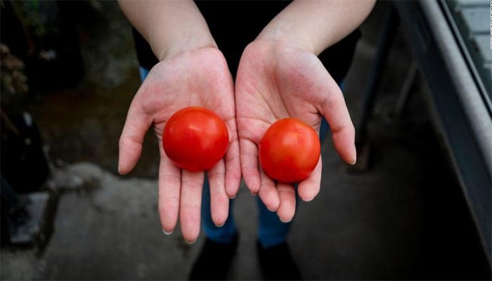 جین ایڈیٹنگ کے عمل سے گزرنے والا ٹماٹر (بائیں) عام ٹماٹر (دائیں) کے ساتھ / فوٹو بشکریہ جان انز سینٹر
