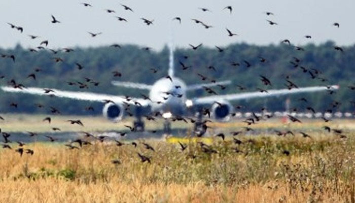رن وے پر پرندوں کی موجودگی کے باعث آج تین پروازیں متاثر ہوئیں: ائیرپورٹ ذرائع— فوٹو: فائل
