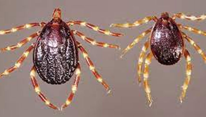 Congo virus is spread by touching blood or tissues immediately after a tick bite, slaughter of an infected animal — Photo: File