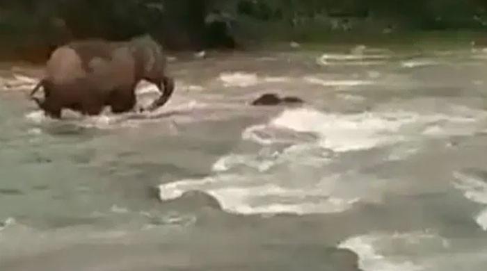 ہتھنی کی اپنے بچے کو دریا میں بہنے سے بچانے کی ویڈیو وائرل