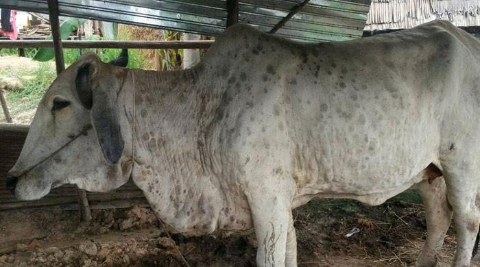 لمپی وائرس کا خطرہ: مویشی منڈی میں ہر جانور کو چیک کیا جاتا ہے، مرتضیٰ وہاب