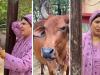 ’اچھا ہوتا گائے دودھ کی جگہ پیٹرول دیتی‘، شگفتہ اعجاز کی دلچسپ ویڈیو وائرل