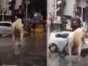 ڈیلیوری بوائے کی کسٹمر کو کھانا گھوڑے  پر  پہنچانے کی ویڈیو وائرل