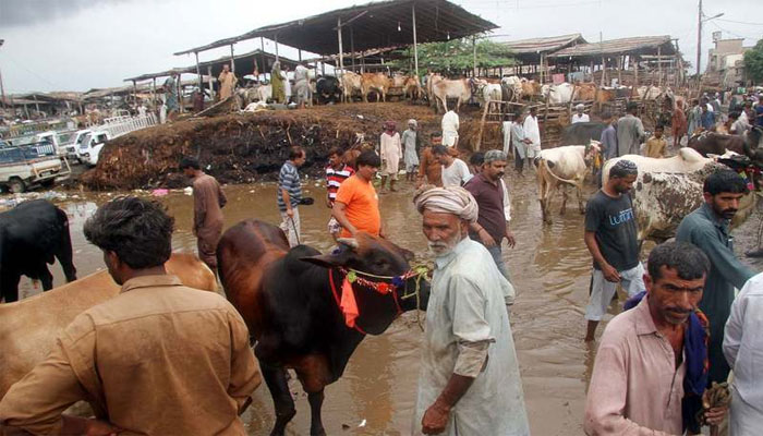 بارشوں کے بعد بھی جانوروں کی قیمتوں میں کمی نہیں آئی جب کہ بیوپاریوں کے نخرے بھی جاری ہیں/ فائل فوٹو