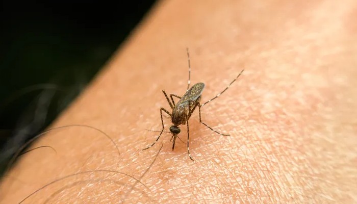 مچھر کچھ افراد کو زیادہ کاٹتے ہیں / فائل فوٹو