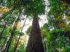 دنیا کے سب سے بڑے درخت کے قریب جانے پر 5 ہزار ڈالرز جرمانے کی سزا 