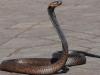 سانپ کے کاٹنے سے مرنے والے بھائی کی میت میں شرکت کرنیوالا شخص بھی سانپ کے ڈسنے سے ہلاک