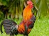 مرغے کی بانگوں سے تنگ آکر شہری کا پڑوسی کو عدالت لے جانے کا فیصلہ   