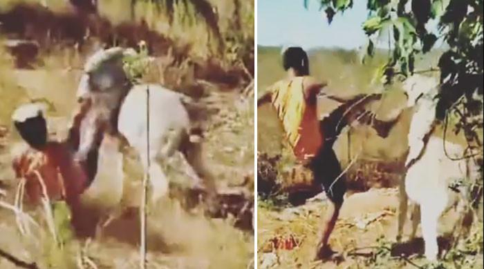 ویڈیو: تھپڑوں اور لاتوں سے مارنے والے شخص کو گدھے نے دبوچ لیا