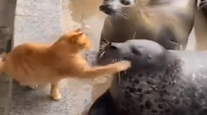 ویڈیو: مچھلی نہ ملنے پر بلی نے سِیل پر تھپڑ برسا دیے 
