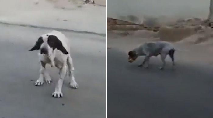 ویڈیو: کتے نے بہترین اداکاری کر کے کھانا حاصل کر لیا