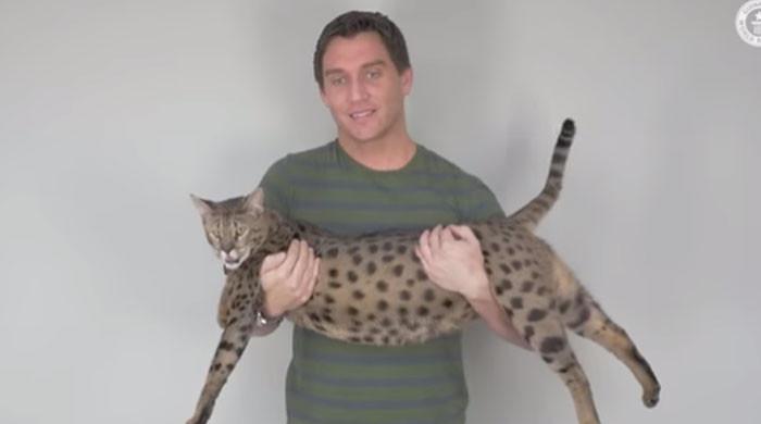 امریکی بلی نے دنیا کی سب سے لمبی بلی ہونے کا گنیز ورلڈ ریکارڈ اپنے نام کرلیا