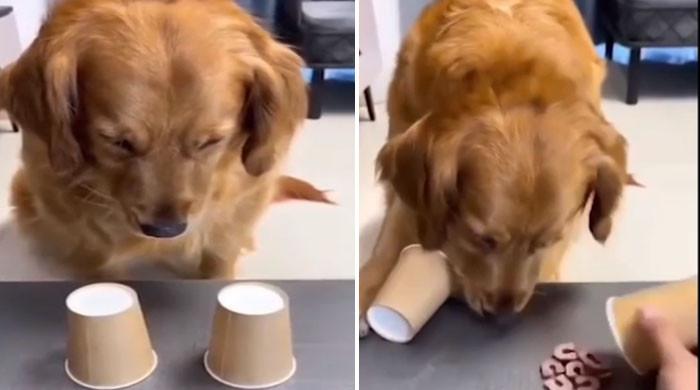 سوشل  میڈیا پر کتے کے ردعمل  کی ویڈیو وائرل