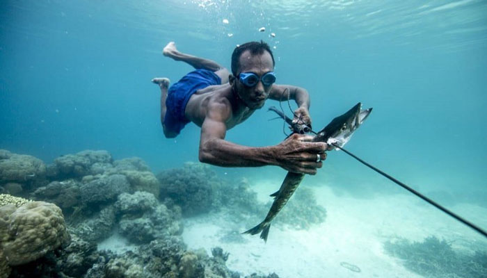 They hunt underwater / Photo courtesy of Authentic-Indonesia