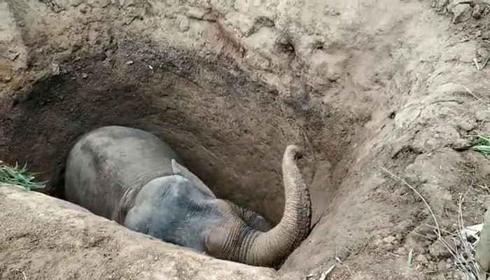 An elephant died after falling into a pit in India