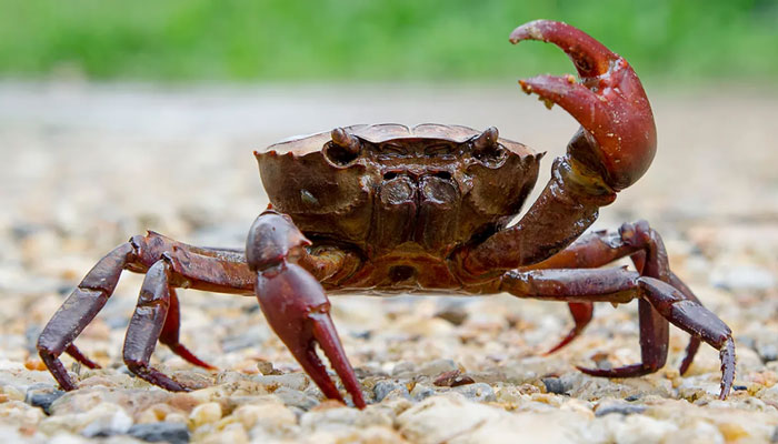 This is not that crab / file photo