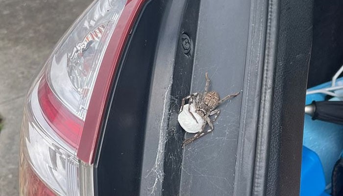 While cleaning the trunk of the car, the man saw a Huntsman spider and also found a backpack-like egg sac with baby spiders: photo victim Jared Splitt