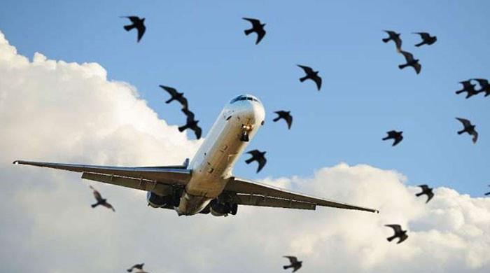 کراچی ائیرپورٹ پر ایک ہی دن میں پی آئی اے کے دو طیاروں سے پرندے ٹکرا گئے