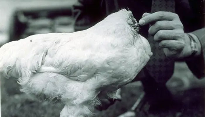 Chickens were fed through a dropper / Photo courtesy of Life Magazine