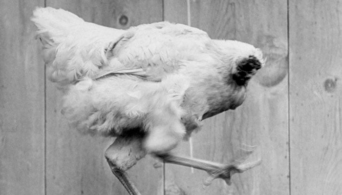He was named Mike the Headless Chicken / Photo courtesy of Life Magazine