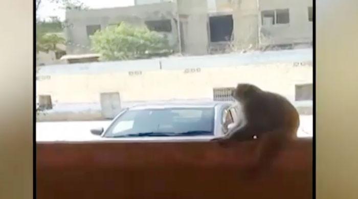 ویڈیو: کراچی کے سرکاری اسکول میں اچانک بندر کے آنے سے افراتفری مچ گئی