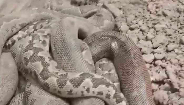 بروقت خوراک نہ ملنے اور سردی کے باعث سانپوں کی ہلاکت ہوئی: ذرائع— فوٹو: اسکرین گریب