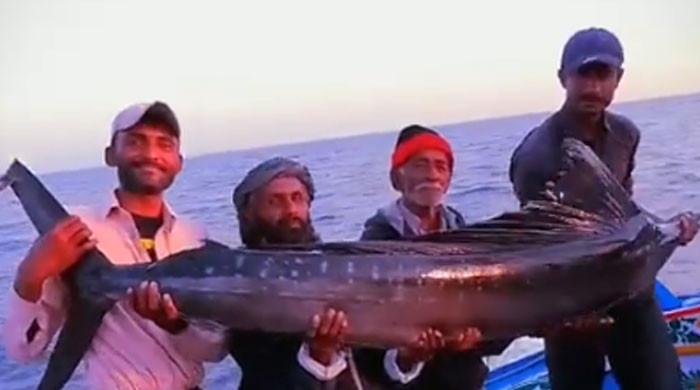 کراچی، ماہی گیروں کے جال میں نایاب گھوڑا نامی مچھلی پھنس گئی