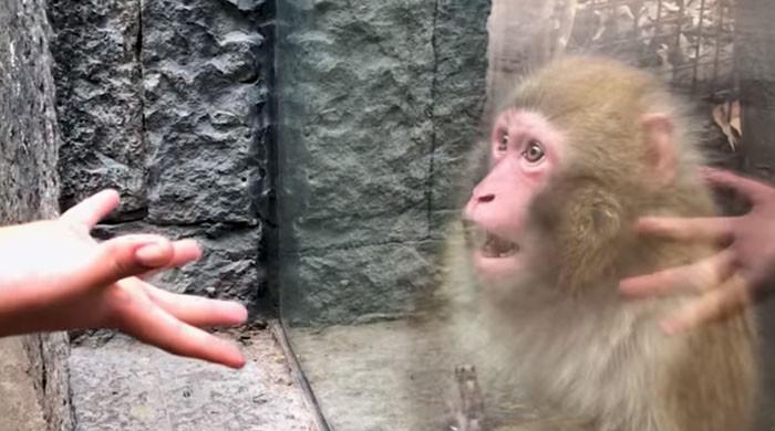 ویڈیو: بندر جادو دیکھ کر ہکا بکا رہ گیا