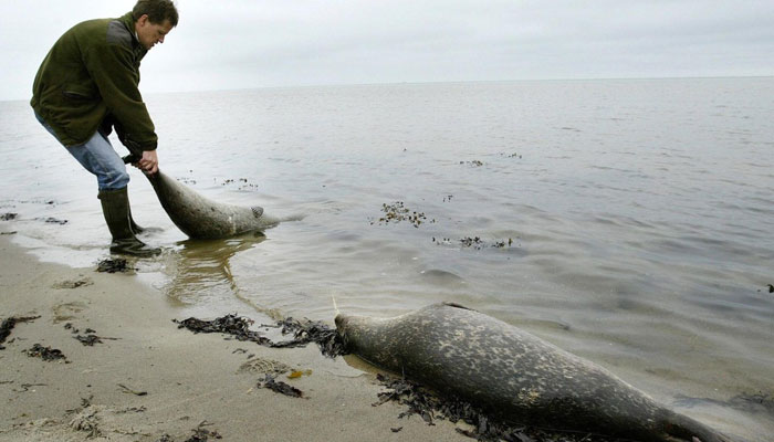 The death of two and a half thousand river calves on the coast of Russia  became a mystery Pipa News | PiPa News