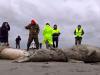روس کے ساحل پر ڈھائی ہزار دریائی بچھڑوں کی ہلاکت معمہ بن گئی 