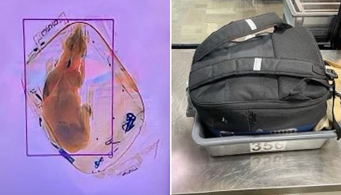 When the bag went through the scanning machine, the staff was shocked to see something strange and upon opening the bag, a pet live dog came out./ Photo TCA