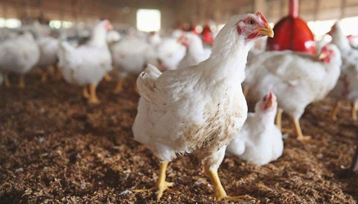 Delay in clearance of soybean shipments will lead to crisis in poultry industry: Chairman Pakistan Poultry Association South Region Ghulam Muhammad Pathan/Photofile