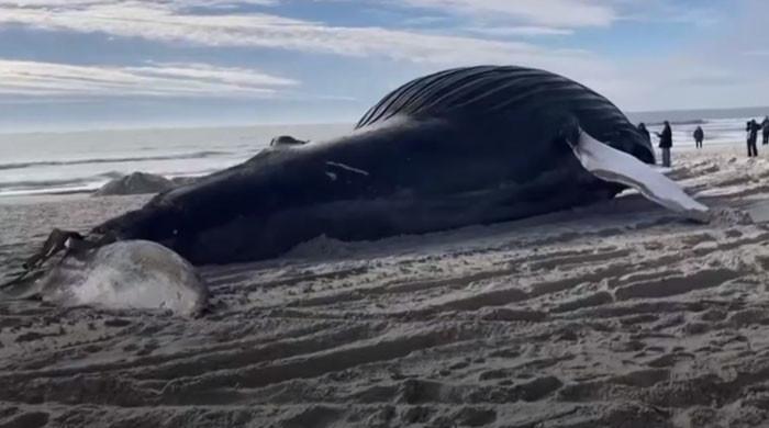 نیویارک کے ساحل پر دیوقامت وہیل مردہ حالت میں پائی گئی